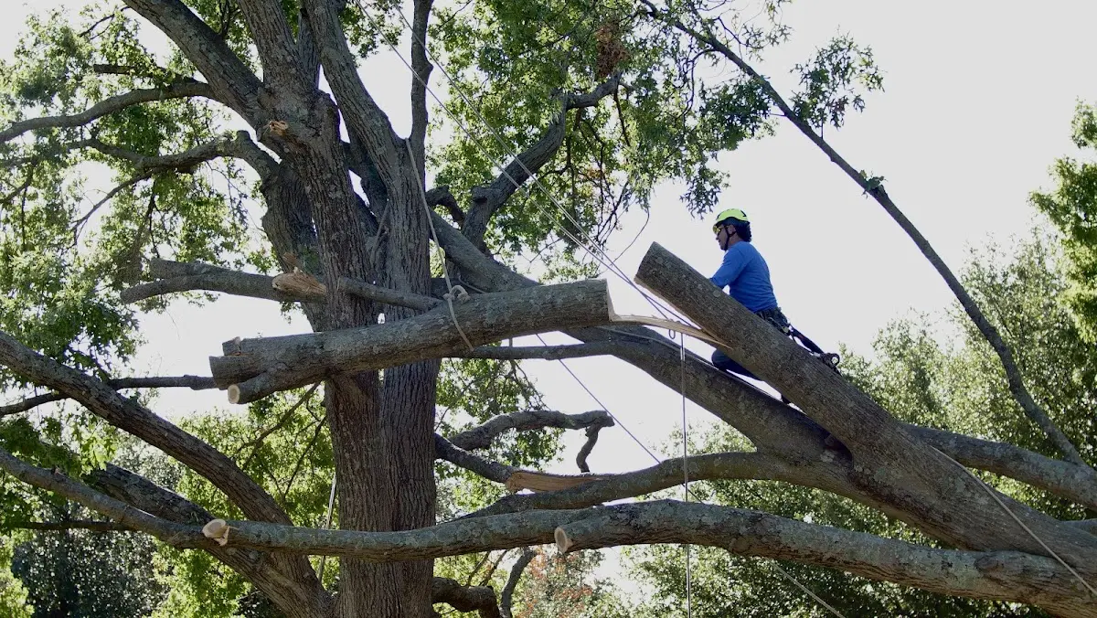 Professional Crown Thinning performed by certified arborists in Solvang